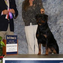Rottweilers from Blackthorn Rottweilers