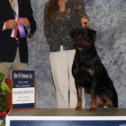 Rottweilers from Blackthorn Rottweilers