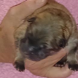 Black Collar - Fawn female Eurasier puppy in Lakewood, Ohio from Exquisite Eurasier