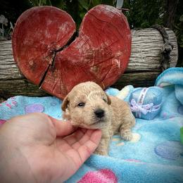 Cashew - Cream male Maltipoo puppy in Coal City, Indiana from Angel Blue Dogs