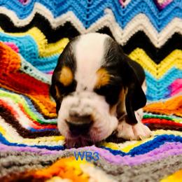 WB3 - Black brown and white male Basset Hound puppy in Britton, South Dakota from K&S Canines