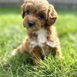 Cavapoo Puppies from Family Raised Mini Cavapoos