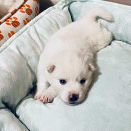 Gideon - White male American Eskimo Dog puppy in Westwego, Louisiana from Connie's American Eskimo Dogs and Mini Australian Shepherd Dogs