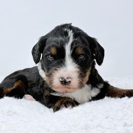 Maple - Tri-color female Bernedoodle puppy in Fleming, Colorado from Vandenbark Doodles