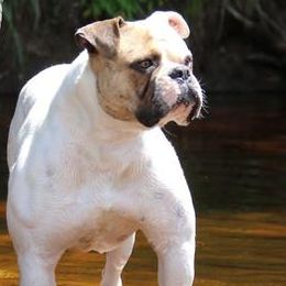Hazel - American Bulldog
