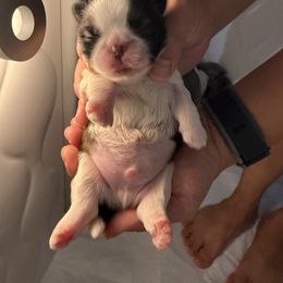Bluey - Tricolor male Shih Tzu puppy in San Jose, California from Bay Area Shih Tzu