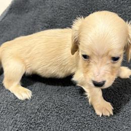 Rios - Cream male Dachshund puppy in Little Rock, Arkansas from Divine Doxies