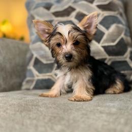 Rocky - Black and tan male Yorkshire Terrier puppy in Cleveland, Tennessee from Kings Perfect Paws Yorkies