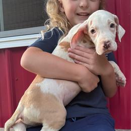 HAZEL - Chocolate and white female Great Dane puppy in Wellsville, New York from Prophecy Danes