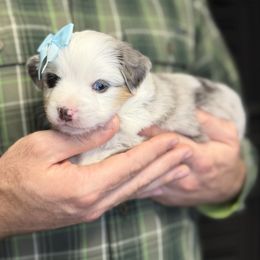 Sage - Blue merle female Miniature American Shepherd puppy in Riverton, Utah from Iron Spirit Homestead & Aussies