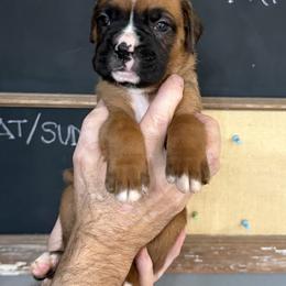 Cooper - Fawn male Boxer puppy in Rochester, Washington from Holly's Boxers of Rochester