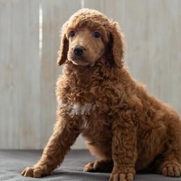 Bernedoodle, Cavapoo, and Poodle Puppies from Positively Doodles
