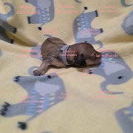 Shaded cream girl - Cream female Dachshund puppy in Sour Lake, Texas from Rigdon's dachshunds