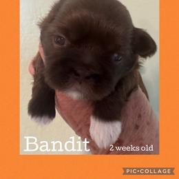Bandit - Liver and white male Shih Tzu puppy in Beatrice, Nebraska from I Shih Tzu Not Puppies