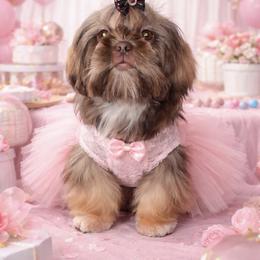 Blair Huxtable - Shih Tzu