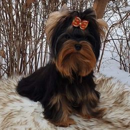 Chanel - Yorkshire Terrier