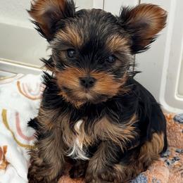 Dolly - Black and tan female Yorkshire Terrier puppy in West Fargo, North Dakota from A Yorkie Tale