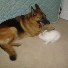 "Harvey the rabbit and Rommel, 2010" German Shepherd Puppies from Schonwasser Shepherds
