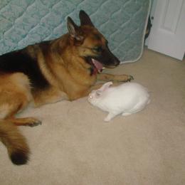 "Harvey the rabbit and Rommel, 2010" German Shepherd Puppies from Schonwasser Shepherds