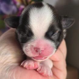Dorothy - Tricolor female Shih Tzu puppy in Brighton, Missouri from Morningstar's Shih Tzu