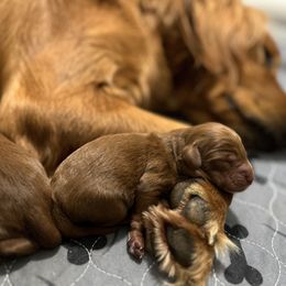 Bernedoodle and Goldendoodle Puppies from Lynes of Doodles