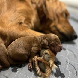 Bernedoodle and Goldendoodle Puppies from Lynes of Doodles