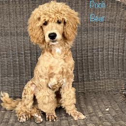 Poodle Puppies from Flint River Poodles