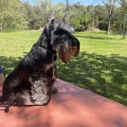 Miniature Schnauzer puppies from Bandwagon Miniature Schnauzers