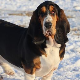 Barlow - Basset Hound