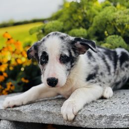 Boy 2 Blue Merle - Blue merle male Border Collie puppy in Minden, Iowa from Rocking N Registered Border Collies & Labradors