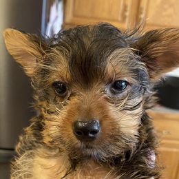 Yorkshire Terriers from Bourbon Yorkies