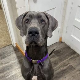 Great Danes from Hope's Danes