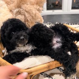 Movie - Black and white male Sheepadoodle puppy in North Royalton, Ohio from Johnson's Doodles
