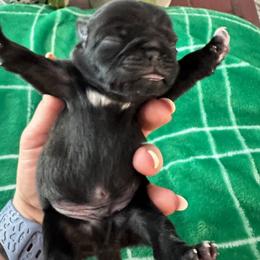 Pug Puppies from Masters Pugs