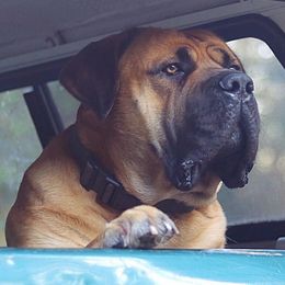 Boerboel All Grown Up from Cascade Boerboels