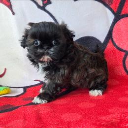 Ruby - Red and white female Shih Tzu puppy in Waynesboro, Pennsylvania from Big Win Shih Tzus