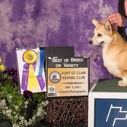 Pembroke Welsh Corgis from Windy Mountain Kennels
