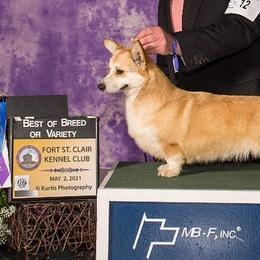 Pembroke Welsh Corgis from Windy Mountain Kennels