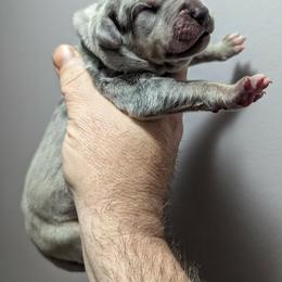 Harry - Mantle male Great Dane puppy in Wellsville, New York from Prophecy Danes