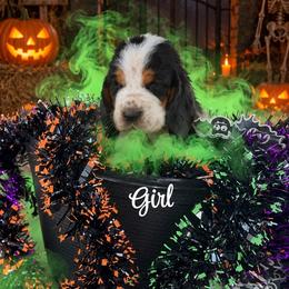 Girl 1 - Black white and brown female Basset Hound puppy in Conway, Missouri from Ozark Mountain Kennel