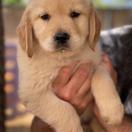 Dark Blue collar male - Golden male Golden Retriever puppy in Yucaipa, California from Blessed Goldens