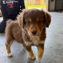 Lion - Red tri-color male Miniature American Shepherd puppy in Prunedale, California from 4MLA STABLES