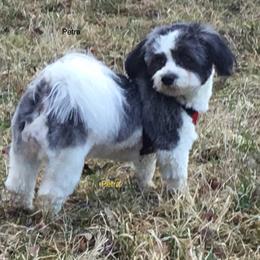 Havanese puppies from Havanese of Claverack and Hudson Valley Labradors