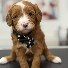 Finn- black collar - Red  male Goldendoodle puppy in Yuciapa, California from AlltheDoodlez_
