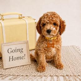 Jessie - Apricot female Goldendoodle puppy in Hot Springs, Arkansas from Hot Springs Kennels