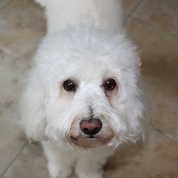 Angel - Goldendoodle