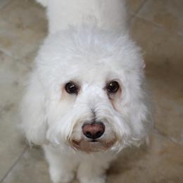 Angel - Goldendoodle