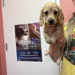 Dachshund Puppies from Appalachian Dachshunds