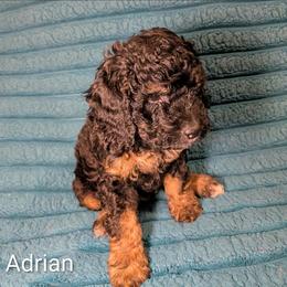 Adrian - Black and tan male Cockapoo puppy in Sunset, Louisiana from Cano Cockapoos