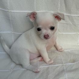White female - White female Chihuahua puppy in Summerfield, Florida from Uey’s Chihuahuas